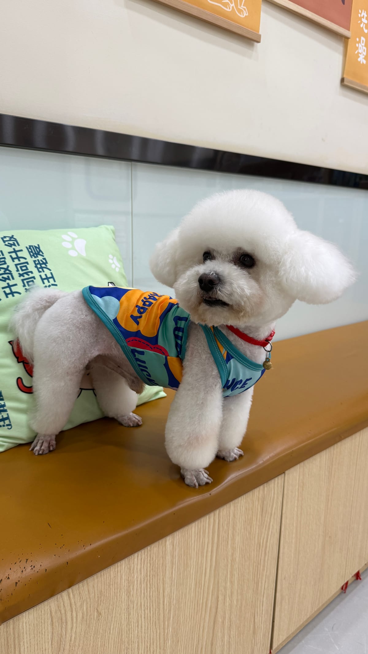 10 essential skills every dog ​​should learn—you can practice them right at home!