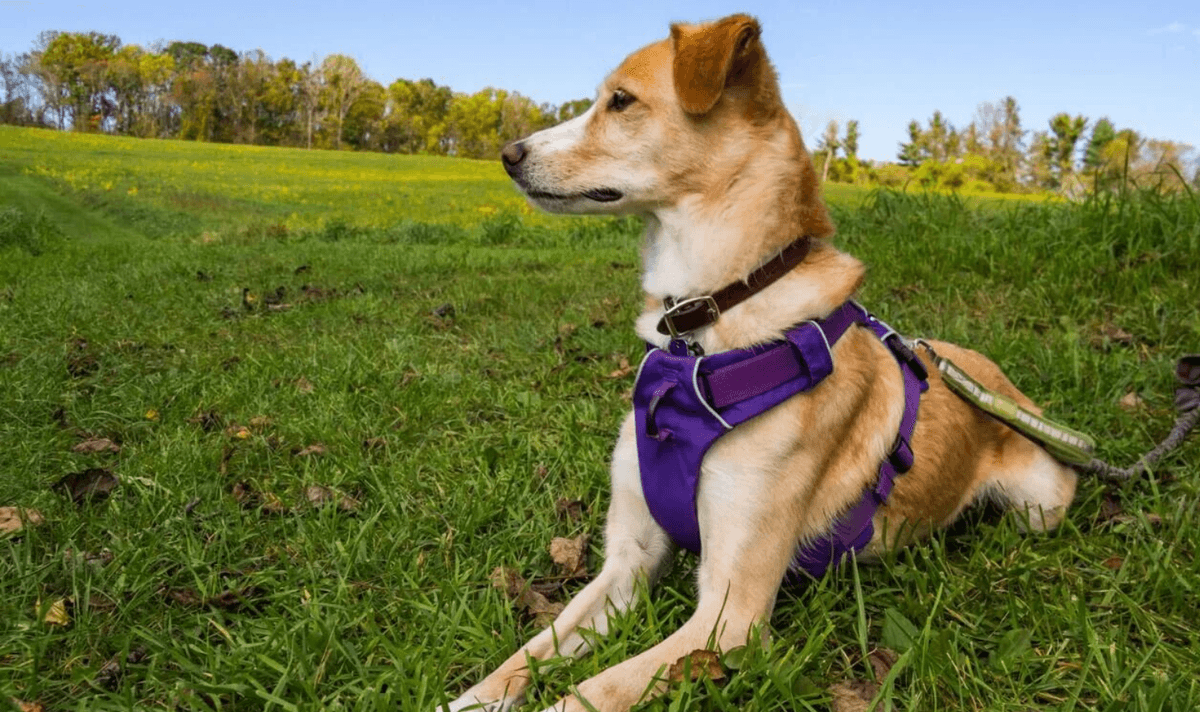 Complete Guide to Dog Walking Gear: How to Choose a Safety Ride or Leash?