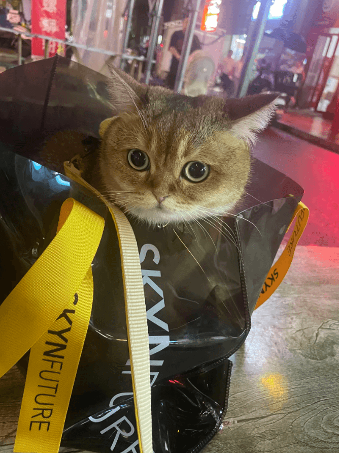 Is a larger litter box better?